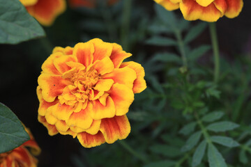 Marigold flower orange garden flower mid summer