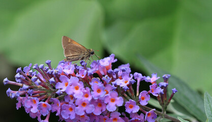 Pawnee Skipper butterfly feeding on butterfly bush mid summer