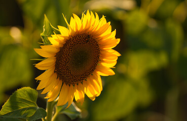Sunset over a field of sunflower plants. Wide angle photo with a spectacular sunset landscape over an agriculture field with sunflowers. Farming and agriculture industry.