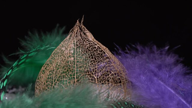 Physalis peruviana from dried as a skellet but decorative