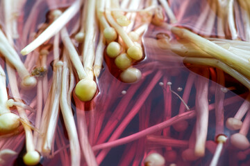 golden needle mushroom in water, potassium permanganate, to clean it from residues.