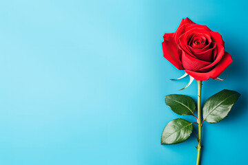 beautiful red rose on blue background. Copy space