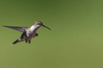 hummingbird in flight