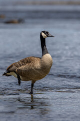 Canadian goose doing yoga on a river