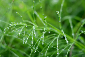 Fototapeta na wymiar Green grass with dew drops close-up. Nature background.