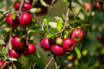 Bunch of red apples (Malus) on twigs with green leaves in an orchard in Meschede Sauerland Germany. The fruits ripen in warm sunlight to be harvested and processed into juice. Organic vegan food.