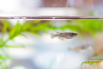 泳ぐ黒メダカ