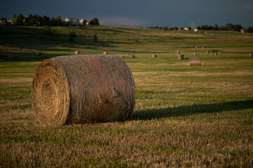 Fresh rolled cylindercal hay bales in farm grass field