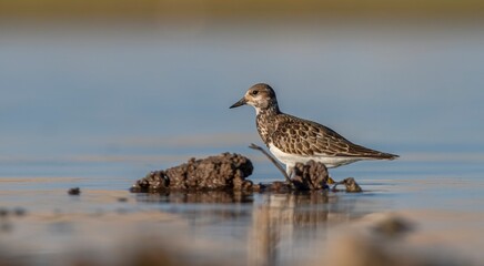Ruddy Turnstone (Arenaria interpres) Aysa, Australia, spreads in Europe, America and Africa, but is rare. It is seen in Diyarbakir Tigris Valley during migration periods.
