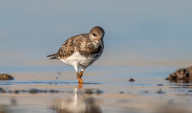 Ruddy Turnstone (Arenaria interpres) Aysa, Australia, spreads in Europe, America and Africa, but is rare. It is seen in Diyarbakir Tigris Valley during migration periods.