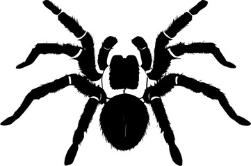 Brazilian Black Tarantula icon 3