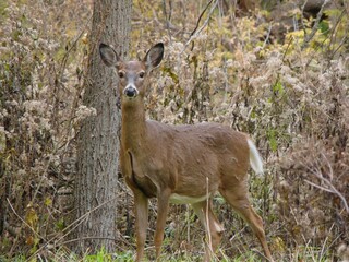 white tailed deer in the woods looking forward at you