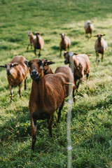 Naklejka na ściany i meble brown goats with white spots on green grass