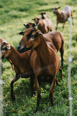 brown goats with white spots on green grass