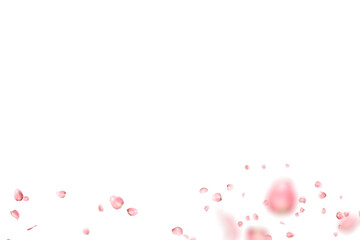 Flying pink cherry petals. Floral overlay with flying pink petals at transparent background.  Spring Sakura. Cherry blossom