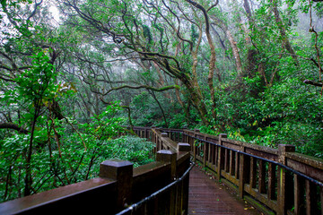 Taipei, suburbs, Yangmingshan, mountain, forest trail, forest, trail