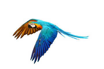Colorful flying parrot isolated on transparent background png file