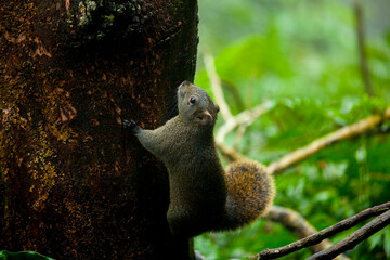 forest, tree, furry, cute, squirrel