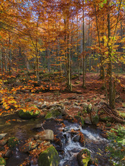natural environment of ukrainian carpathians. drying mountain rivers in forested area. nature scenery in autumn