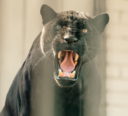 Portrait of a black panther with open mouth in a cage