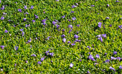 Blue petals of jacaranda flowers on a green lawn. Background