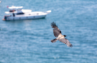 Raven in flight on the background of the blue sea