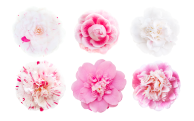 Pink and white and bicolor camellia flowers set isolated transparent png. Camellia japonica.