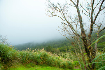 Taipei, mountains, Yangmingshan, dead trees, reed grass, trees,