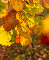 Autumn oak leaves in the park. Nature.