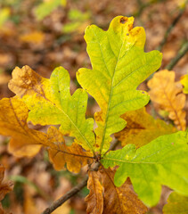 Autumn oak leaves in the park. Nature.