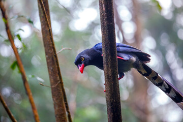 Taipei, suburbs, forest, birds, Taiwanese blue magpie,