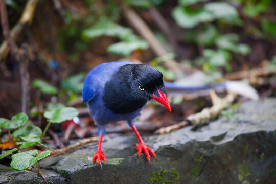 Taipei, suburbs, forest, birds, Taiwanese blue magpie,