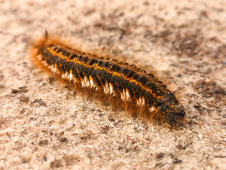 The caterpillar crawls on the ground. Macro