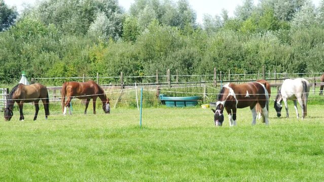 Four horses graze in green meadow