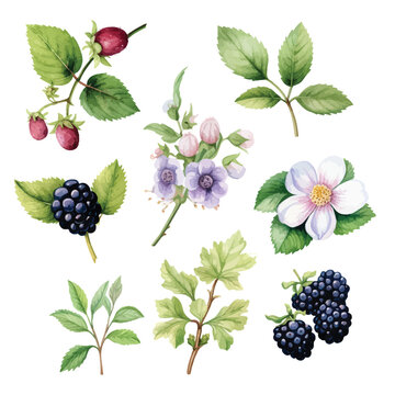 watercolor set of berries and flowers