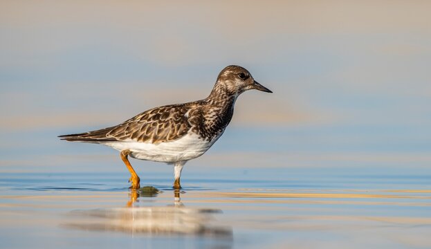 Ruddy Turnstone (Arenaria interpres) Aysa, Australia, spreads in Europe, America and Africa, but is rare. It is seen in Diyarbakir Tigris Valley during migration periods.