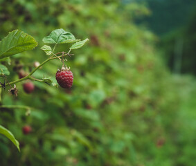 Raspberry bush with green leaves in the field. Close-up shot.