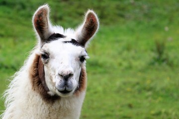 Obraz premium Lama austriaco