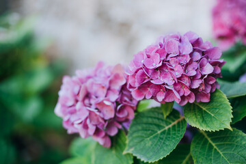 Amazing pink Hydrangea flowers in a garden.