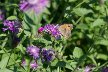 Meadow brown (maniola jurtina) butterfly sitting on a pink flower in Zurich, Switzerland
