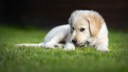 A golden retriever puppy laying on the grass