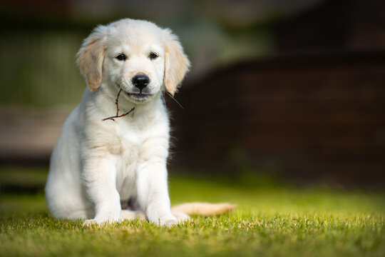 A golden retriever puppy laying on the grass