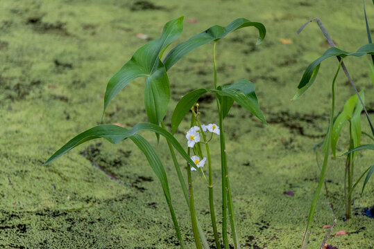 Common Arrowhead Plant Growing On The River In Summer In Wisconsin