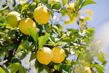 Lemons on tree