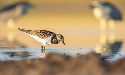Ruddy Turnstone (Arenaria interpres) Aysa, Australia, spreads in Europe, America and Africa, but is rare. It is seen in Diyarbakir Tigris Valley during migration periods.