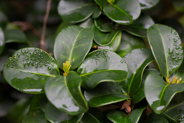 Green frach leaves in raindrops Ligustrum japonicum
