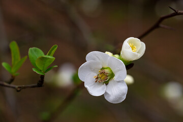 Obraz premium Close up White flowers of Japanese Quince. Floral spring background, selective focus