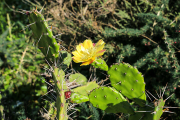 Opuntia Ficus-Indica in bloom in the Algarve