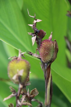 unripe seed capsules of the canna flower