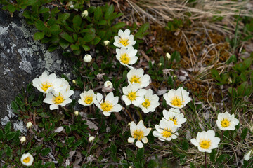 White spring flowers, Mountain Avens (Dryas Octopetala)